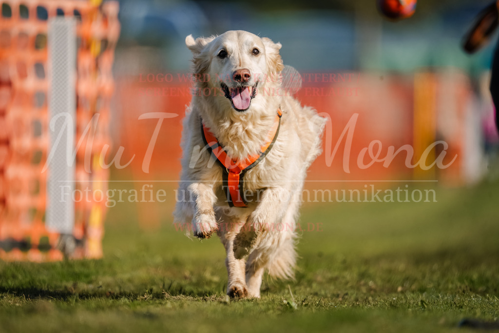 20250928_Hunderennen-76 | MuT (Mensch und Tier) mit Mona - Fotografie und Tierkommunikation - Realisiert mit Pictrs.com
