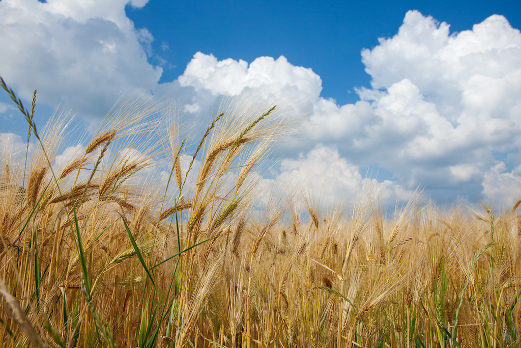 210629-011 | Europa, DEU, Deutschland, Nordrhein-Westfalen, Niederrhein, Agrarlandschaft, Getreidefeld, Wolken, Natur, Umwelt, Landschaft, Jahreszeiten, Stimmungen, Landschaftsfotografie, Landschaften, Landschaftsphoto, Landschaftsphotographie, Wetter, Wetterelemente, Wetterlage, Wetterkunde, Witterung, Witterungsbedingungen, Wettererscheinungen, Meteorologie, Wettervorhersage, 

[Fuer die Nutzung gelten die jeweils gueltigen Allgemeinen Liefer-und Geschaeftsbedingungen. Nutzung nur gegen Verwendungsmeldung und Nachweis. Download der AGB unter http://www.image-box.com oder werden auf Anfrage zugesendet. Freigabe ist vorher erforderlich. Jede Nutzung des Fotos ist honorarpflichtig gemaess derzeit gueltiger MFM Liste - Kontakt, Uwe Schmid-Fotografie, Duisburg, Tel. (+49).2065.677997, ..archiv@image-box.com, www.image-box.com] - Realisiert mit Pictrs.com