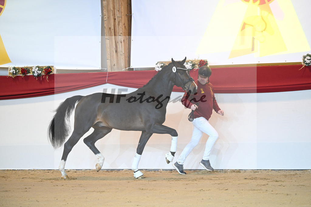 Kat-Nr. 8 Chaccos Son II_Schulze Averdiek_1231136 | hf-fotografie - Realizzato con Pictrs.com