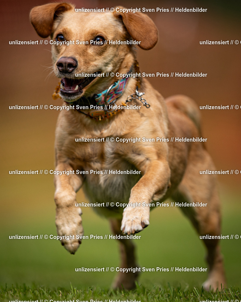 Sven Pries | 2024-09-22 - Hunderennen Baden-BadenPudelverein - Realisiert mit Pictrs.com