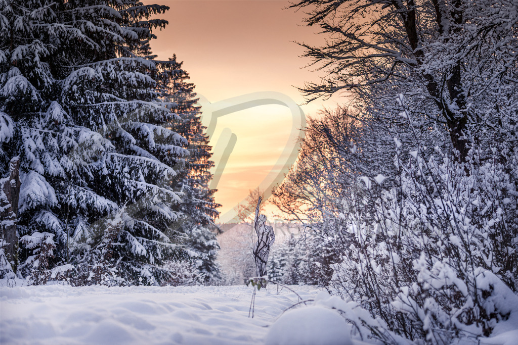 NatureArt-SNOWSOLLING_164627 | Abendsonne im Tannenwald | #006 | Modell: Darky | Foto: Carsten Dauer - Realisiert mit Pictrs.com