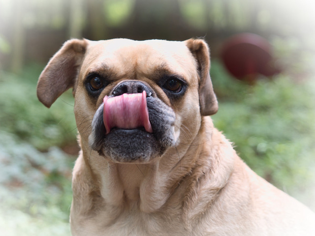 Bulldogge Hannah | Querformat 4:3