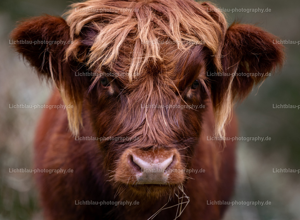 Schottisches Hochlandrind | Die Rasse stammt aus dem Nordwesten Schottlands und von den Hebriden, wo sie seit Jahrhunderten durch natürliche Selektion die ihr zugeschriebenen Eigenschaften entwickelt hat – das kleinwüchsige und relativ leichte Hochlandrind gilt als gutmütig, robust und langlebig, es eignet sich für die ganzjährige Freilandhaltung auch auf für schwere Rinder ungeeigneten Böden (Mutterkuhhaltung), kalbt leicht und viel, auch ohne menschliche Hilfe. Es liefert mittelrahmige Milch und cholesterinarmes Fleisch.

Ursprünglich gab es zwei Rassen, die normalerweise schwarze und etwas kleinere Kyloe, die auf den Inseln des nordwestlichen Schottland lebte, sowie eine eher rötliche und etwas größere Rasse aus den abgelegenen Highlands. Durch Züchtung wurden beide Rassen eins und erlangten die heute vorherrschende rot-braune Färbung. Die offiziellen Bezeichnungen des Farbspektrums des langhaarigen Fells sind: rot, gelb und schwarz sowie – seltener vorkommend – gestromt (brindle), graubraun (dun) und weiß.

Die langen und sehr symmetrischen Hörner sind in der Regel geschlechtsspezifisch unterschiedlich geformt. Bei Bullen haben sie typischerweise eine kräftige, waagerecht nach vorne gebogene Form. Bei den Kühen sind die Hörner meist deutlich länger und weit ausladend nach oben gebogen.

Die Rasse eignet sich besonders für extensive Weidebewirtschaftung und wird vielfach auch in Beweidungsprojekten eingesetzt.[1] Beim Umgang mit den Tieren ist Respekt vor den langen Hörnern geboten. Eine „Führigkeit“ am Halfter muss trainiert und gepflegt werden, ebenso das Treiben in Pferche.

Heute wird die Rasse weltweit in vielen Ländern gezüchtet. Die ersten Hochlandrinder wurden 1975 nach Deutschland eingeführt, in den Vereinigten Staaten werden sie bereits seit Ende des 19. Jahrhunderts genutzt.

Sogenannte Kleine Highlands ergeben sich entweder bewusst aus selektiver Zuchtauslese oder als Nebenprodukt bei zu früher Bedeckung oder bei sehr magerem Futter, wie ein Vergleich mit der Zucht auf den Hebriden und historische Dokumente belegen.

 - Realisiert mit Pictrs.com
