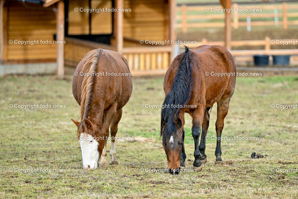 Pferde_ 29.12.2024-37 | 29.12.2024, Rajec, SVK, Themenbild, Pferde, im Bild Pferd, Pferde, Stute, Hengst, Fohlen, Quarter Horse, Ranch, Weide, Hof, Wiese, Stall, Nutztier, Tier