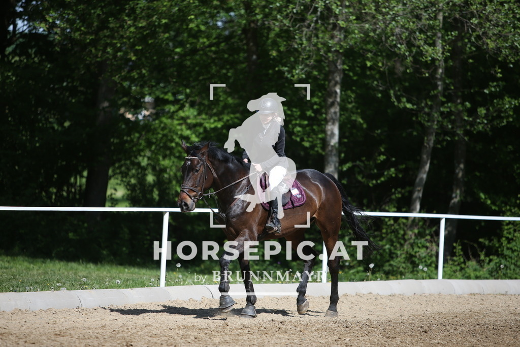 PP012020 | Willkommen bei Brunnmayr - Design & Fotografie – Ihrem Spezialisten für Reitturniere und Pferdeveranstaltungen in Oberösterreich, Salzburg und Bayern! Seit über 17 Jahren sind wir leidenschaftlich dabei.