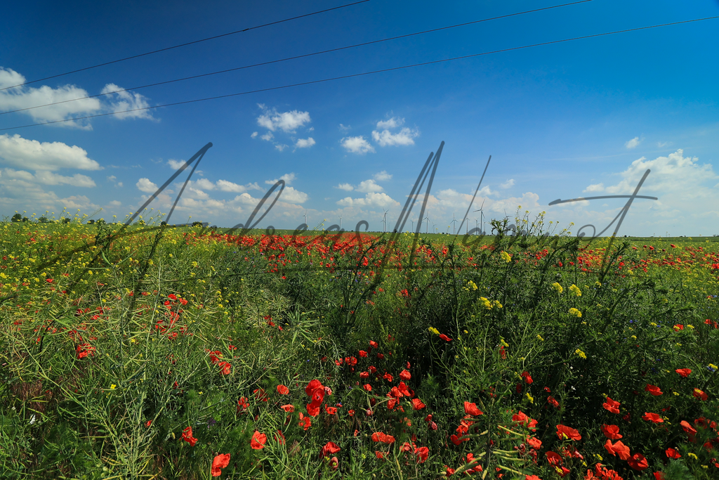 Feldblumen in der Börde | am Feldrand entdeckt - Realisiert mit Pictrs.com
