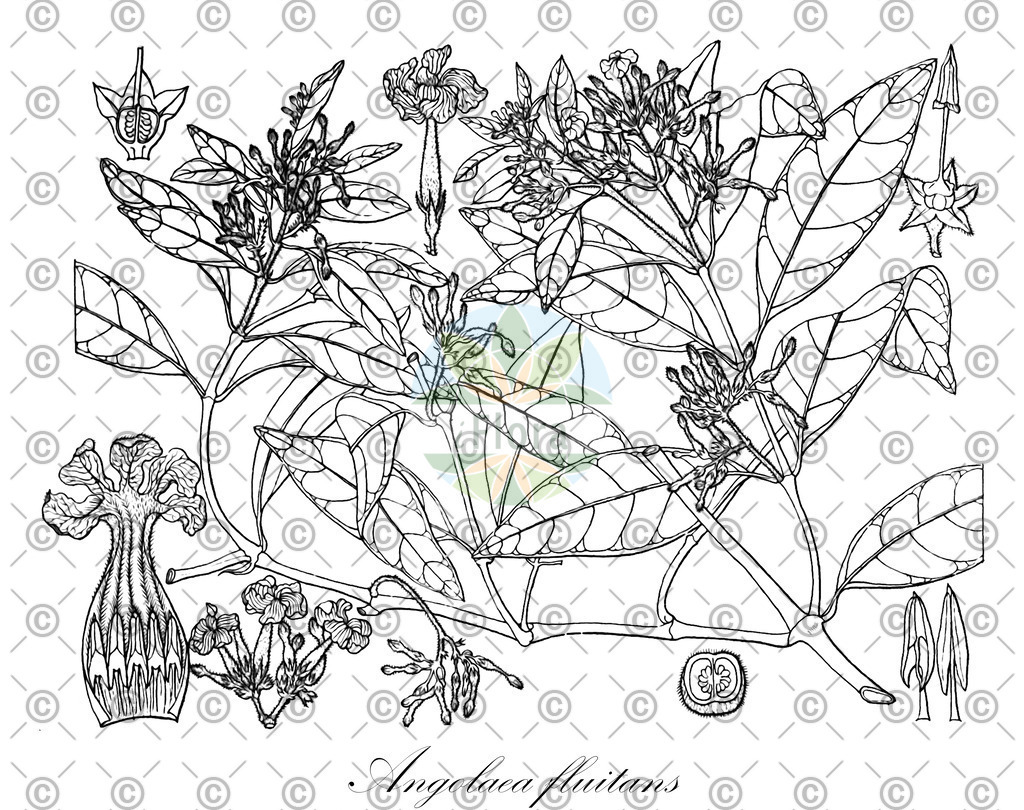 HistAbb_wfo-0000536542_572_ENZY_Simple | Historische Abbildung von Angolaea fluitans - Podostemaceae | Historical Illustration of Angolaea fluitans - Podostemaceae