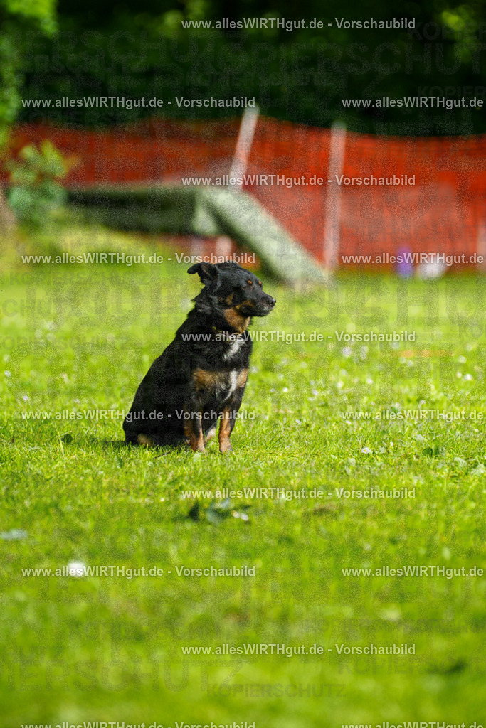 @allesWIRTHgut_Tierfotografie - www.allesWIRTHgut.de - 090130-7R506412 | Professionelle Tierfotografie in Mönchengladbach von Daniel Wirth (allesWIRTHgut). Liebevolle & natürliche Bilder von Hunden & Katzen für unvergessliche Erinnerungen.