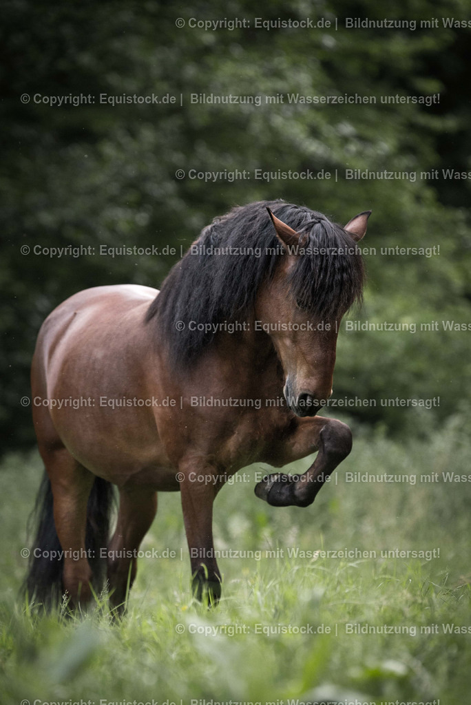 TS_20170602_Braunes_Pony_Freilauf_0001 | Foto: Thomas Hartig