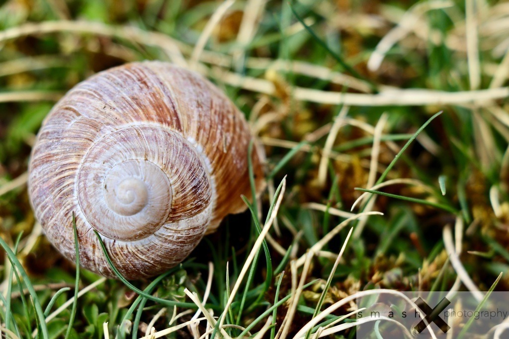 Snailhouse 03 | smash-photography.com