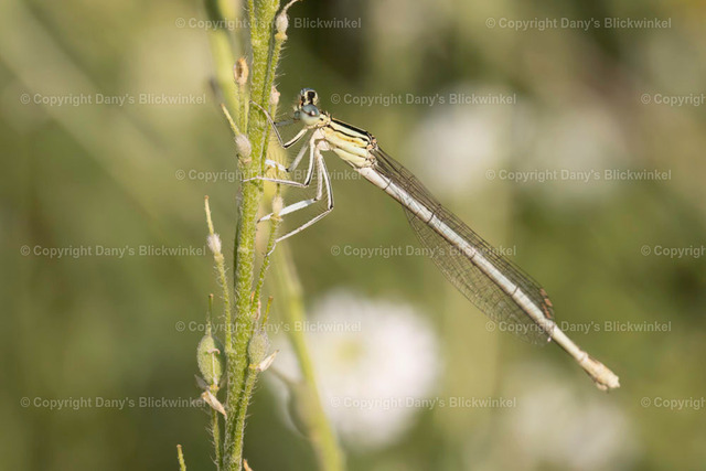 202133 | Tierfotografie, Tierkalender, Tierbilder, Insekten, Spinnen, Vögel, Schmetterling, Libellen, Leinwand, Colorkey, Qualität, Geschenkartikel, Geschenk - Realisiert mit Pictrs.com