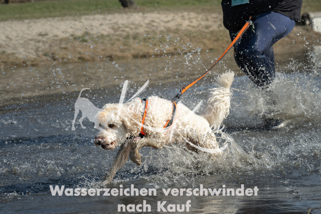 1317_ZZ95785 | kk-dogfotos