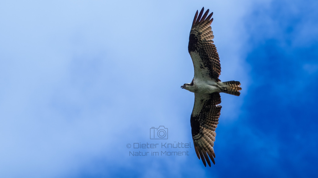 P1624626-LR | Natur im Moment - Realisiert mit Pictrs.com