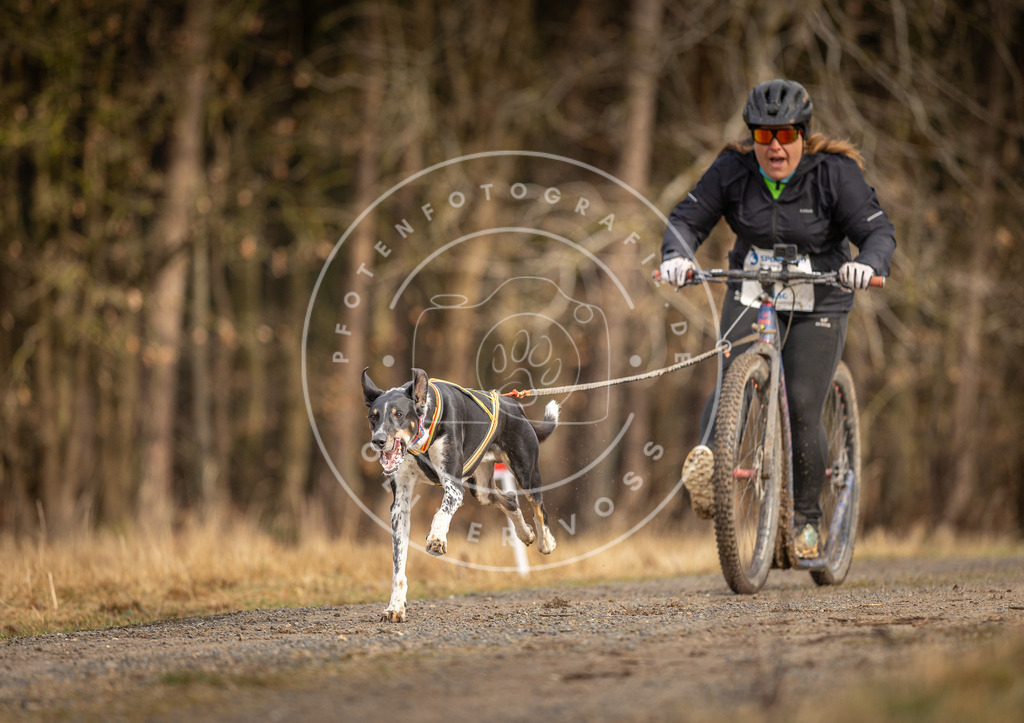 DV3A3436 | Hundefotografie, Tierfotograf, Pfotenfotografie, Fotoshooting Hund, Hunde Portrait, Hundesport, Hundeportraits, Heideshooting, Hunde, Sportfotograf, Hundefotograf, Turnierhundsport, THS,  - Realisiert mit Pictrs.com