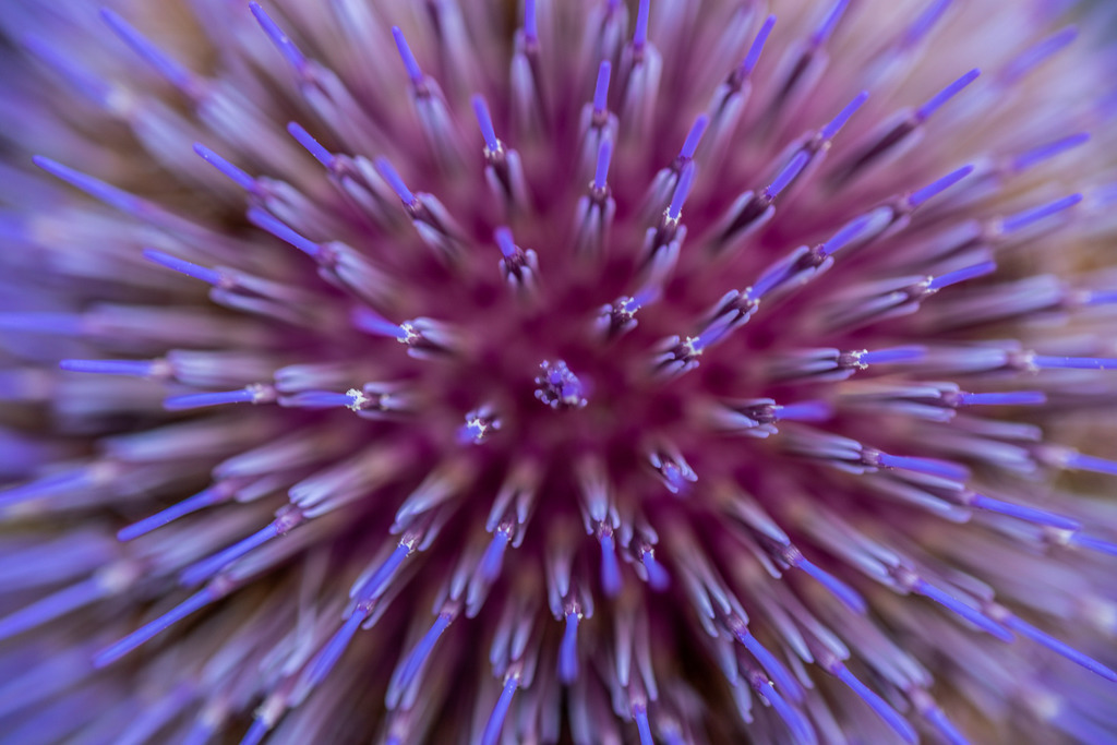 IMG_1293 | ehrlichefotos - Realisiert mit Pictrs.com