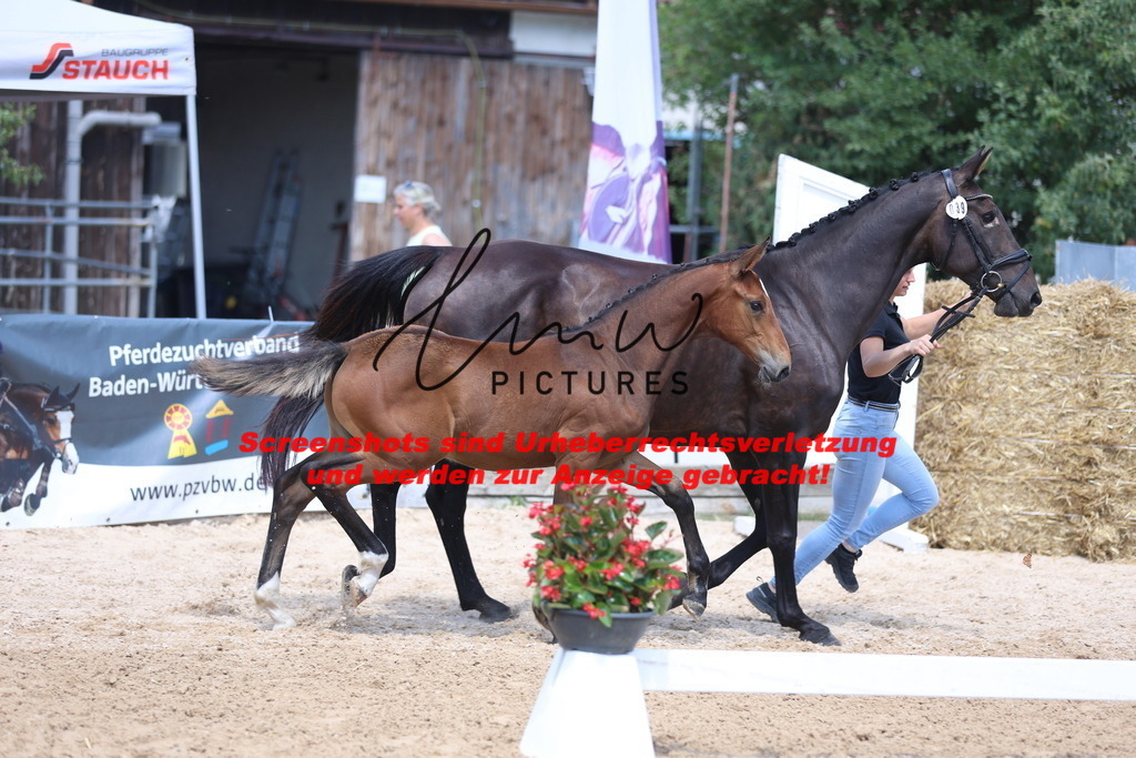 Fohlenschau_Schwäbisch_Hall_springbetonte_Fohlen_KN 39_7 | lmwpictures - Realisiert mit Pictrs.com