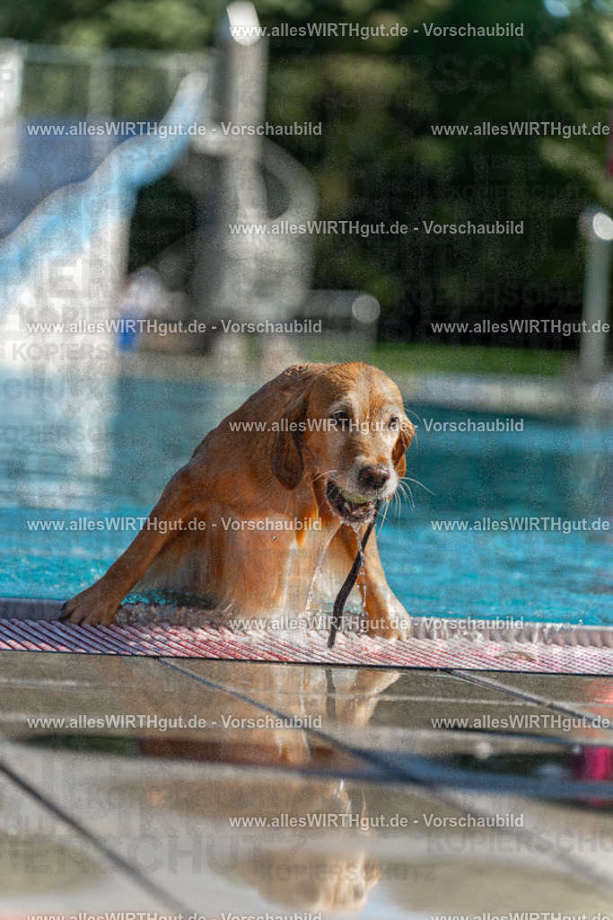 Hundeschwimmen_Volksbad_2026-allesWIRTHgut_Tierfotografie-2609061059-100937-7R509298 | Professionelle Tierfotografie in Mönchengladbach von Daniel Wirth (allesWIRTHgut). Liebevolle & natürliche Bilder von Hunden & Katzen für unvergessliche Erinnerungen.