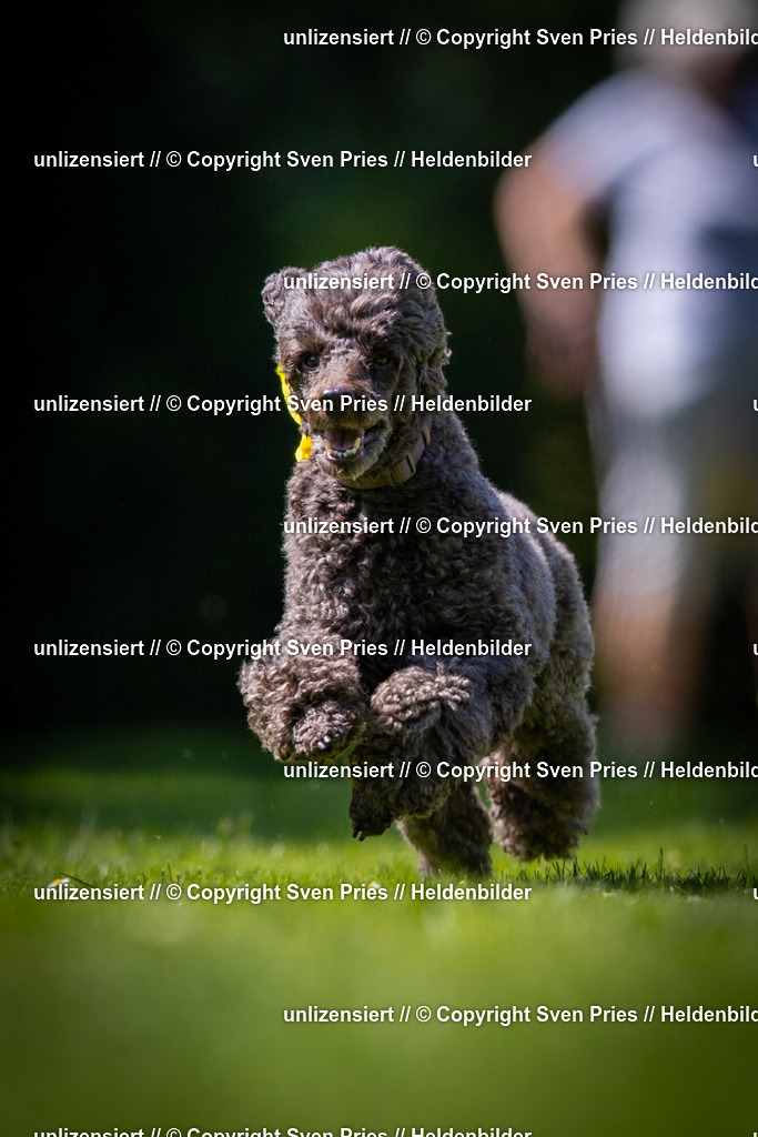 Sven Pries | 2025-08-10 - Hunderennen Durlach - Realisiert mit Pictrs.com