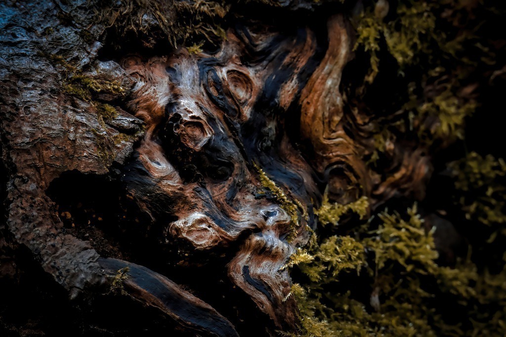 Wurzelholz | Simone Sperber, svb-photography,Fotografin,Bilddesignerin,Naturfotografie,Macrofotografie,Tierfotografie,Wildtierfotografie,Ausstellungen,Auftragsfotografie,Kunst,Art,Photographer,Shootings,Bildberatbeitung,Galerie,Shop