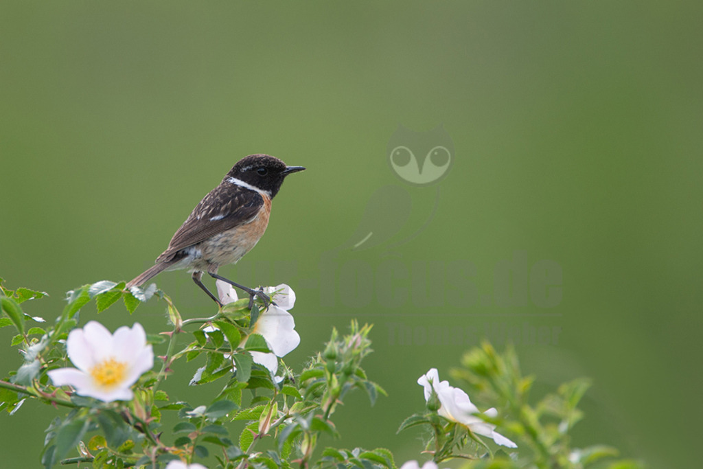 20080518090627-4 | Das Schwarzkehlchen ist ein kleiner Singvogel aus der Gattung der Wiesenschmätzer und der Familie der Fliegenschnäpper.  - Realisiert mit Pictrs.com