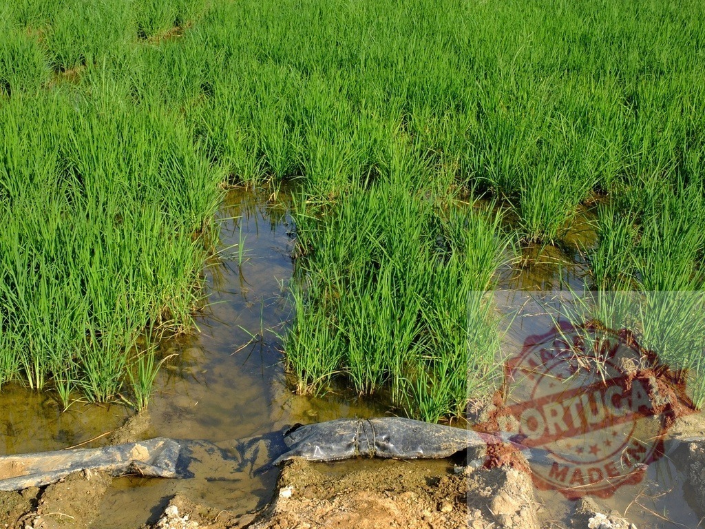 Lush Green Rice Paddies with Water Irrigation | Vibrant rice paddies thriving under a clear blue sky - Realisiert mit Pictrs.com