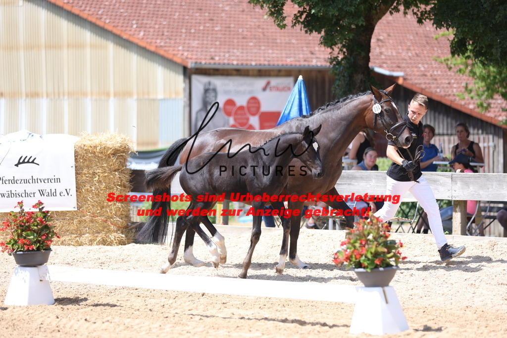 Fohlenschau_Schwäbisch_Hall_springbetonte_Fohlen_KN 34_3 | lmwpictures - Realisiert mit Pictrs.com