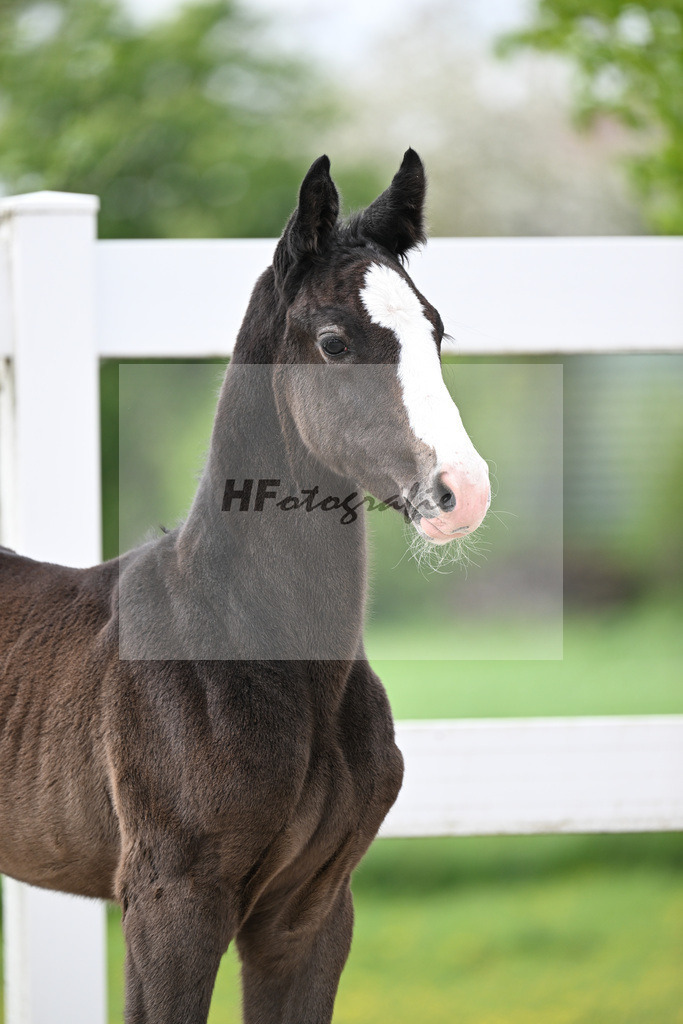 Diaron x Chacco Blue_SF_Regel_8250287 | hf-fotografie - Realisiert mit Pictrs.com