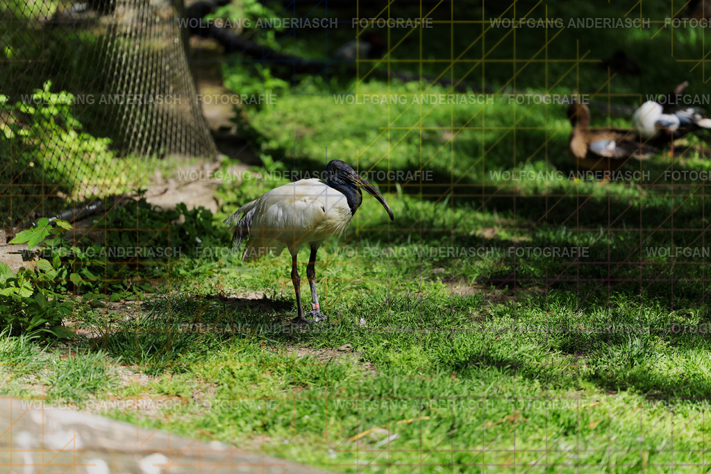 253L1325_wa | Ein stiller Moment im Opel Zoo: Der Blick des Tieres erzählt von Gelassenheit, Präsenz und Nähe. Ungestellt, ruhig und auf Augenhöhe fotografiert – ein Augenblick, der bleibt. - Realisiert mit Pictrs.com