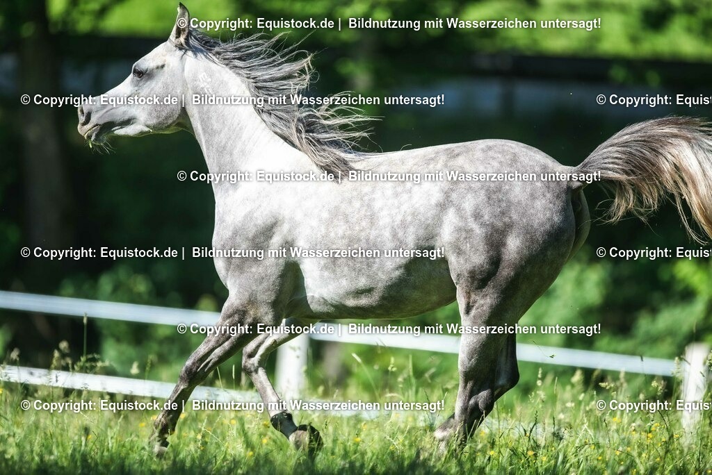 20210617_Araber_Marbach_Koppel_0065 | Foto: Thomas Hartig