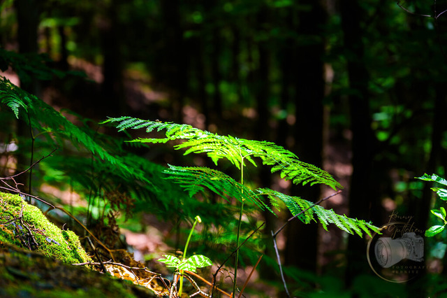 _DSC6020 | Shop für Prints Landschaftsfotografie Sächsische Schweiz Naturfotografie in Thüringen Fotos vom Findlingspark Nochten Kloster Sankt Marienstern Bilder Festung Königstein PanoramaRhododendronpark Kromlau FotogalerSchleswig-Holstein Küstenlandschaften