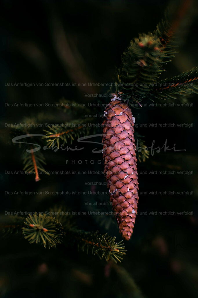 Wandbild Zapfen / Fichtenzapfen | People- und Tierfotografie, Imageaufnahmen, Veranstaltungsfotografie und Wandbilder aus der Natur ★ Made in Germany ✔️ Druck + Downloads ✔️ Naturfotografie in Top Qualität ★ schneller Versand, weltweite Lieferung! - Realisiert mit Pictrs.com
