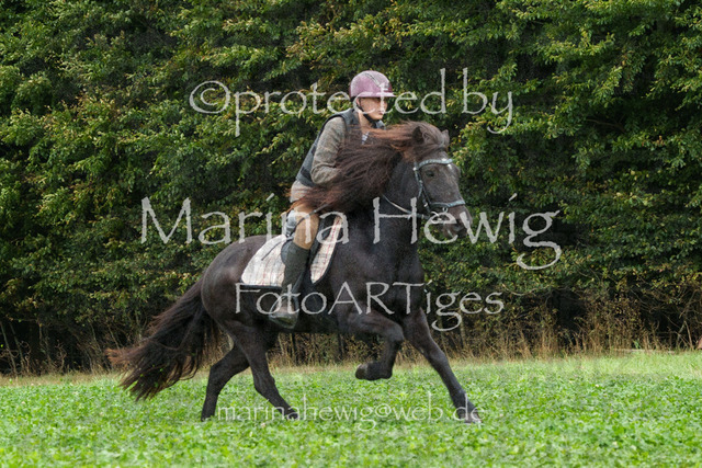 Jagd Perdoel_MarinaHewigMCH04027-2 | Fotografie, FotoArt, PferdesportArt, Pferdesportfotografie, Landschaftsfotografie, Reisefotografie, Reise, Pferde - Realisiert mit Pictrs.com