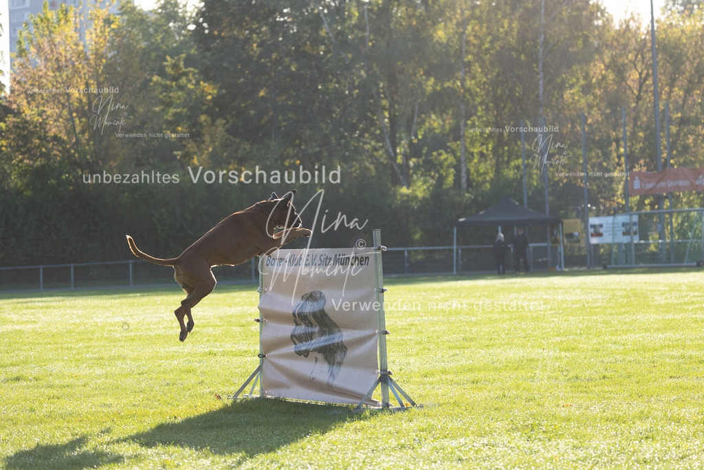 _16A6275 | Einzigartige Fotos von Hunden & Menschen –Actionfotos, Portraits, Vereinsaufnahmen & Paarshootings – authentisch, lebendig & mit Herz.