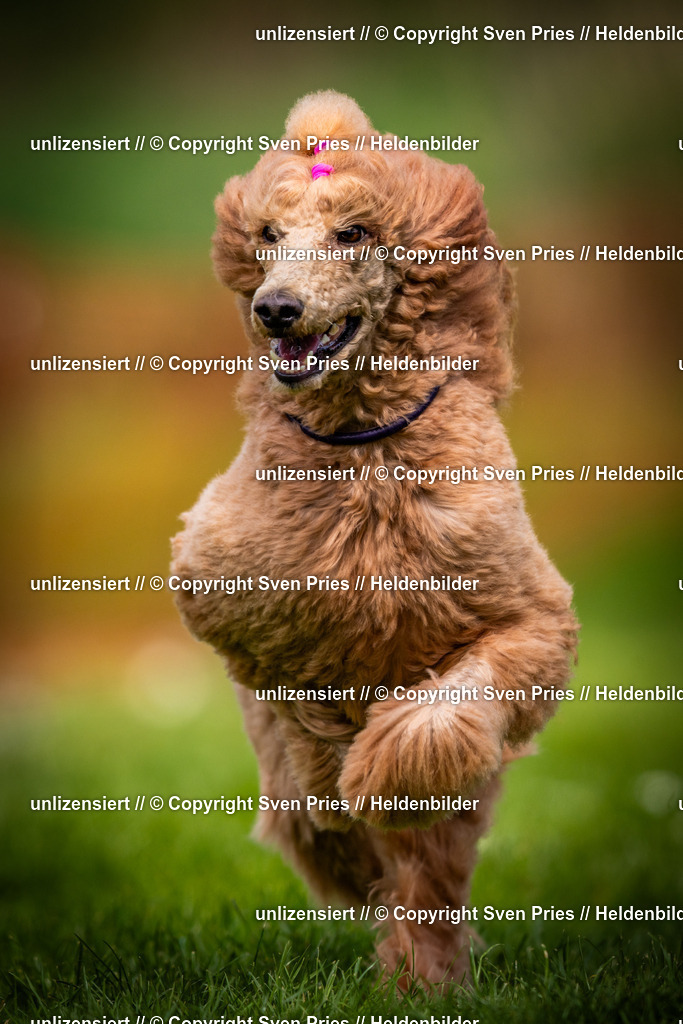 Sven Pries | 2025-04-13 - Hunderennen Baden-Baden - Realisiert mit Pictrs.com