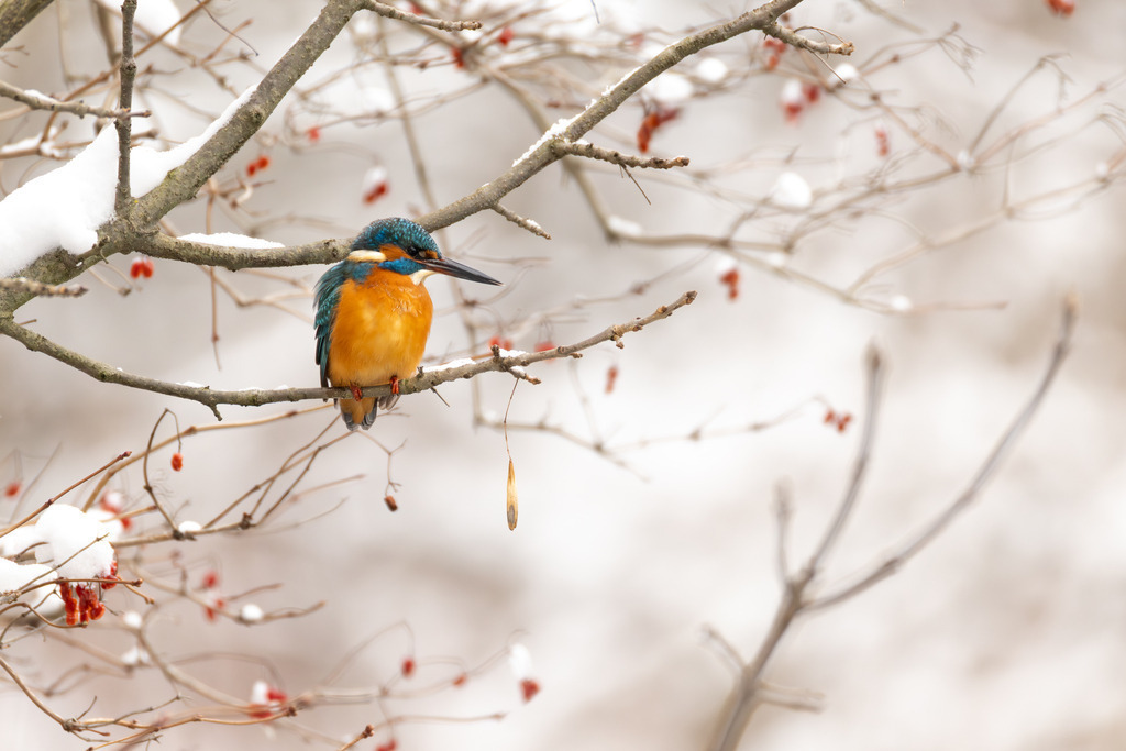 Der Eisvogel | Der Eisvogel (Alcedo atthis) ist aufgrund seines leuchtend bunten Gefieders und seiner pfeilschnellen Jagdweise eine der auffälligsten und schönsten Vogelarten Mitteleuropas. Er wird oft als "fliegender Edelstein" bezeichnet und dient als wichtiger Indikator für die Gesundheit und Naturnähe von Gewässern. - Realisiert mit Pictrs.com