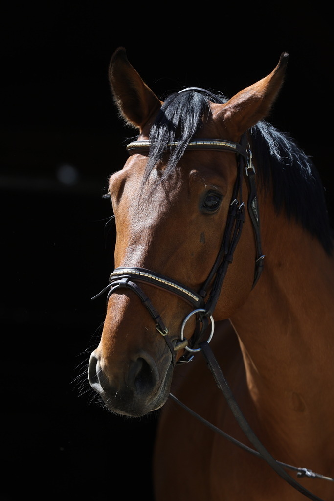 0P6A8681 | Willkommen bei Brunnmayr - Design & Fotografie – Ihrem Spezialisten für Reitturniere und Pferdeveranstaltungen in Oberösterreich, Salzburg und Bayern! Seit über 17 Jahren sind wir leidenschaftlich dabei.