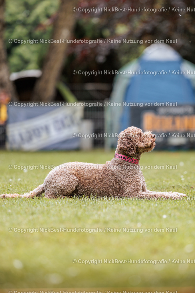 RO-Blumenthal-2026-Nickbest-Hundefotografie-2028 | Dein Hund! Dein Moment! Deine Erinnerungen! Hundefotografie in Bremen Blumenthal. Ich fange die besonderen Momente deines Vierbeiners ein – ob Indoor mit Blitzanlage oder in der freien Natur. Sicher dir dein Moment und dein Termin für eure Erinnerungen.