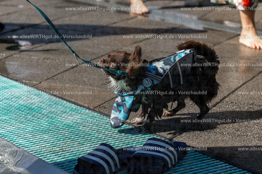 Hundeschwimmen_Volksbad_2026-allesWIRTHgut_Tierfotografie-2609061300-FAY06637 | Professionelle Tierfotografie in Mönchengladbach von Daniel Wirth (allesWIRTHgut). Liebevolle & natürliche Bilder von Hunden & Katzen für unvergessliche Erinnerungen.