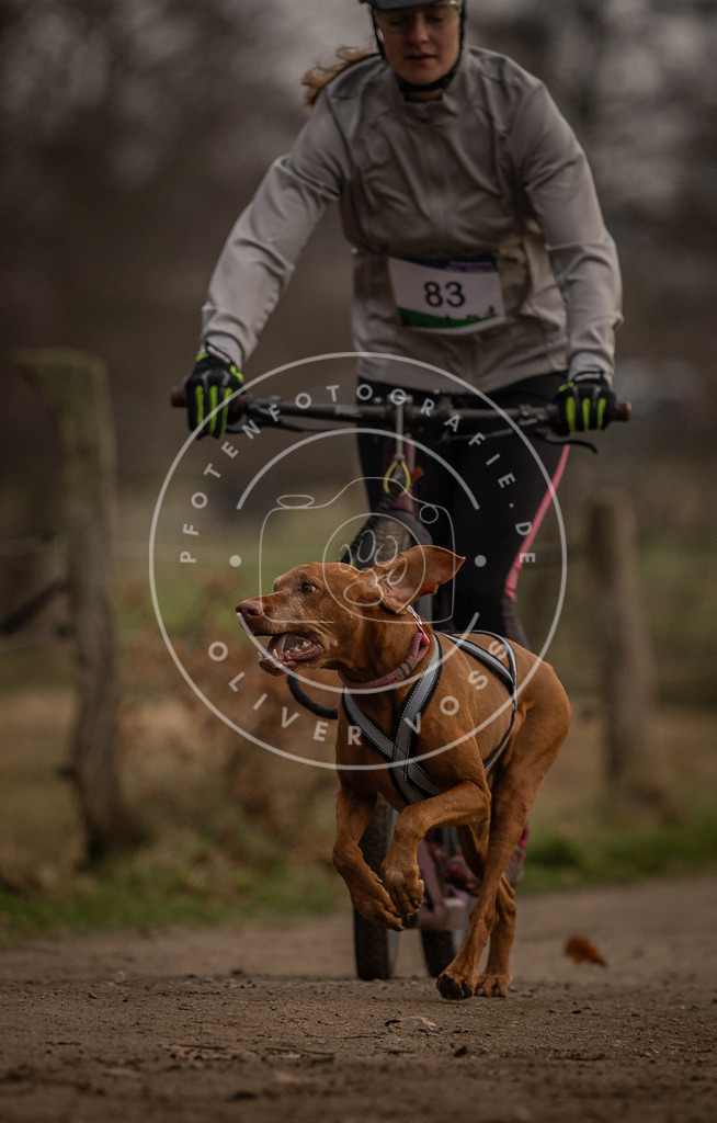Pfotenfotografie_DV3A4008 | Hundefotografie, Tierfotograf, Pfotenfotografie, Fotoshooting Hund, Hunde Portrait, Hundesport, Hundeportraits, Heideshooting, Hunde, Sportfotograf, Hundefotograf, Turnierhundsport, THS,  - Realisiert mit Pictrs.com