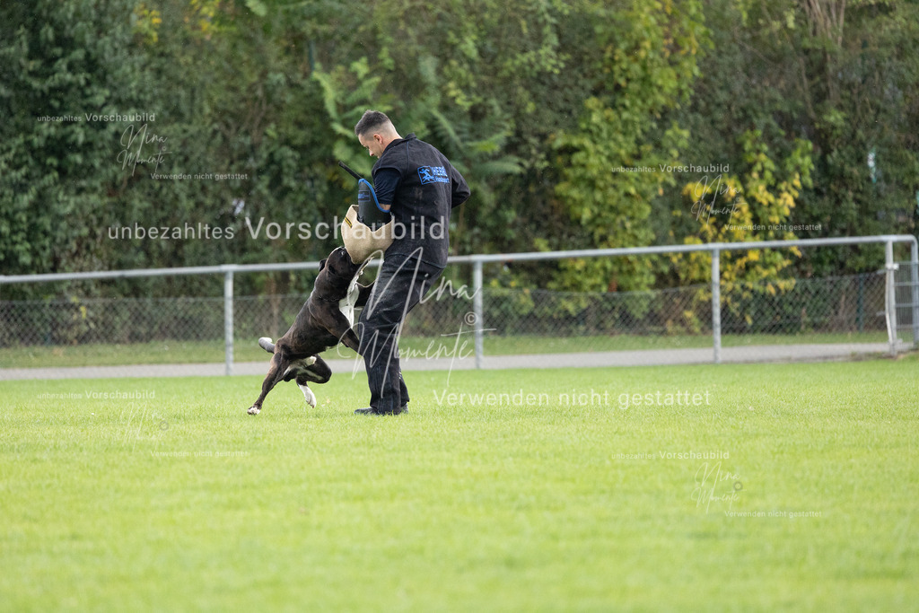 _16A7132 | Einzigartige Fotos von Hunden & Menschen –Actionfotos, Portraits, Vereinsaufnahmen & Paarshootings – authentisch, lebendig & mit Herz.