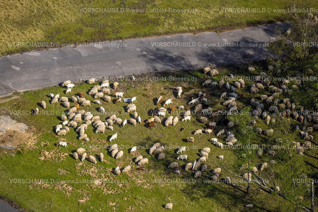 Brueggen240403144HeidhausenHeidemoore-I | Luftbild, Weidende Schafe und Ziegen im NSG Naturschutzgebiet Heidemoore II und Brachter Wald, Schafhaltung, Alst, Brüggen, Niederrhein, Nordrhein-Westfalen, Deutschland
