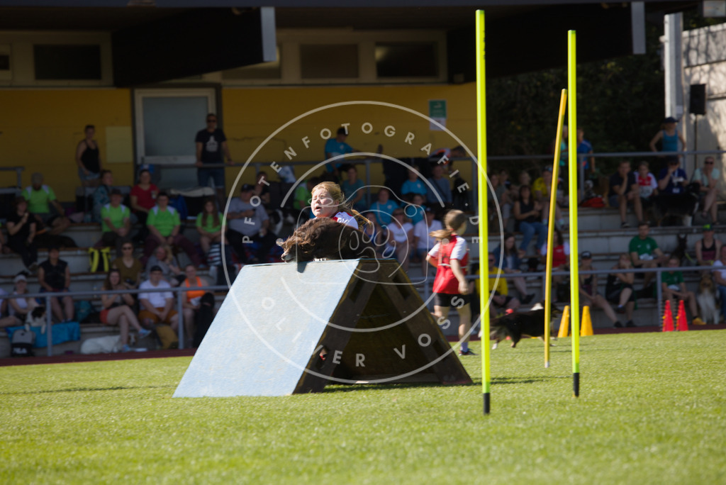 0L8A7301 | Hundefotografie, Tierfotograf, Pfotenfotografie, Fotoshooting Hund, Hunde Portrait, Hundesport, Hundeportraits, Heideshooting, Hunde, Sportfotograf, Hundefotograf, Turnierhundsport, THS,  - Realisiert mit Pictrs.com