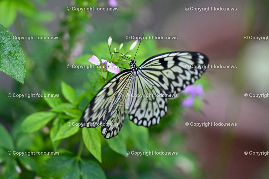 Botanischer Garten Linz_ Schmetterlinge_ Orchideen_ 21.01.2024-89 | 21.01.2024, Botanischer Garten Linz, AUT, Schmetterlinge, im Bild tropische Schmetterlinge, Schmetterling, Falter, Natur, Tiere, Blumen, Pflanzen, Insekten, Butterfly, Tropenhaus