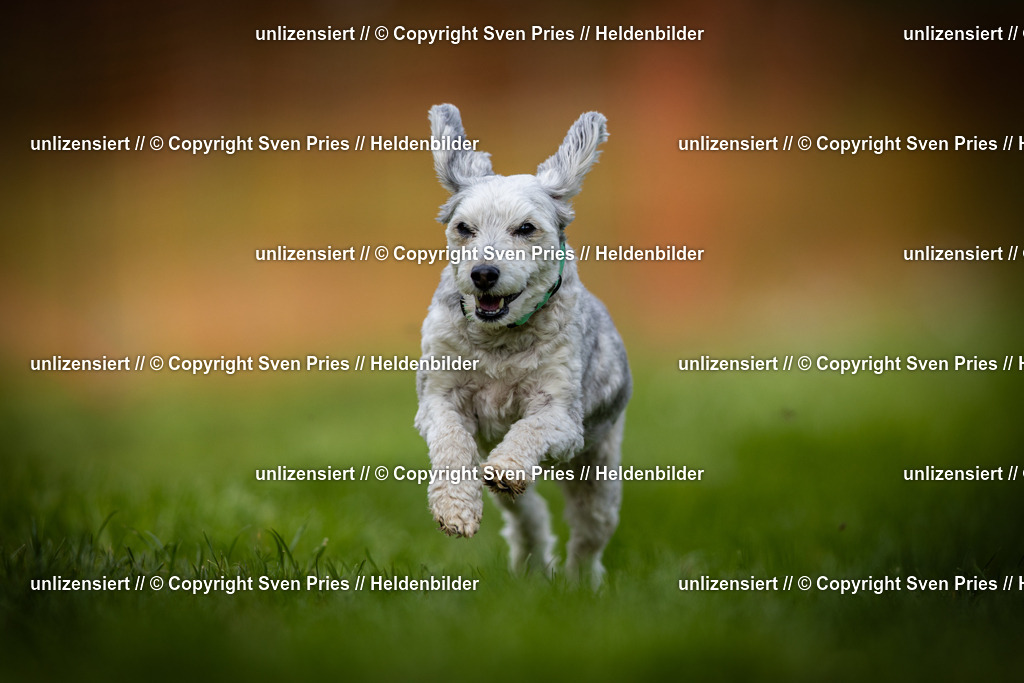 Sven Pries | 2025-04-13 - Hunderennen Baden-Baden - Realisiert mit Pictrs.com