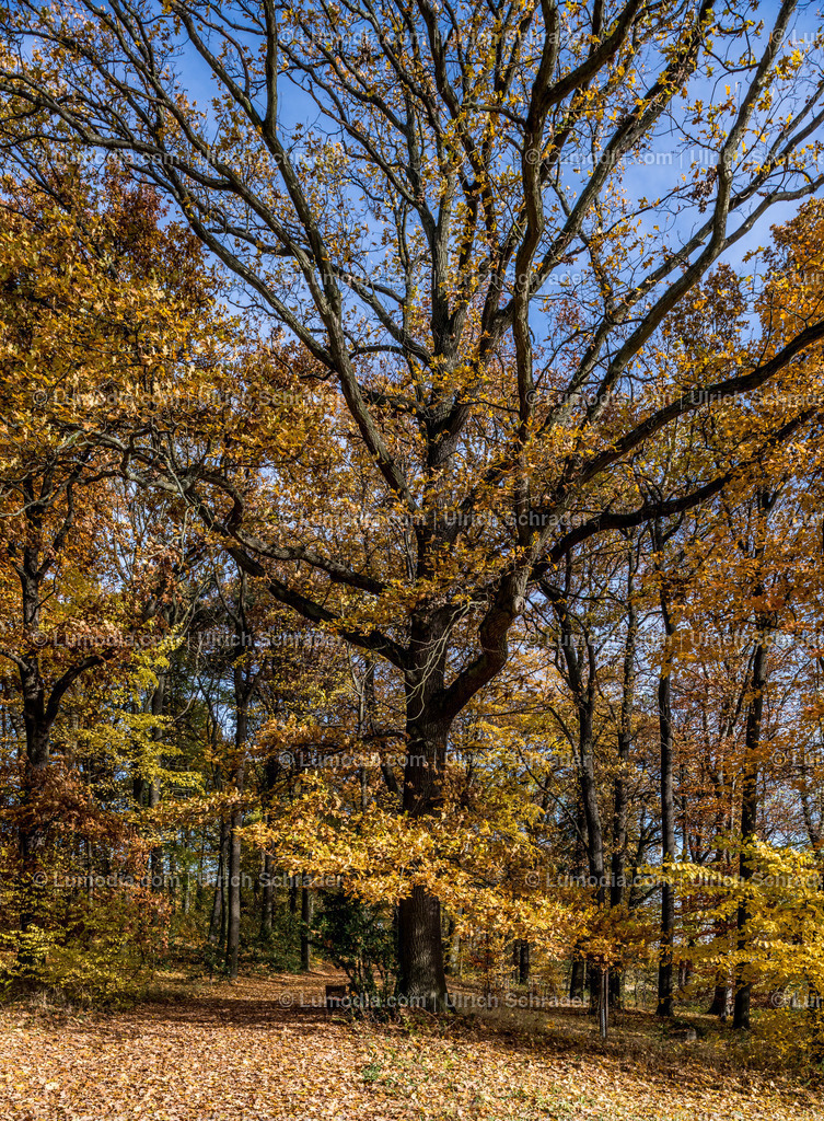10049-4567 - Landschaftspark Degenershausen | Stockfoto und Bilderpool mit Bildmaterial aus Deutschland, dem Harz, Halberstadt, Quedlinburg, Wernigerode und weltweit. Qualitativ hochwertige und professionelle Fotos anschauen und kaufen. - Realisiert mit Pictrs.com
