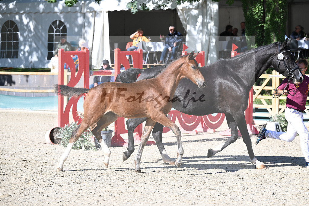 Fohlenauktion Next Chance_49220407 | hf-fotografie - Realisiert mit Pictrs.com