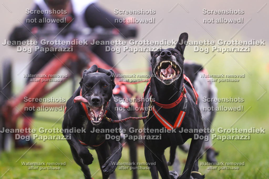 Dog Paparazzi - Visbeck 25 -4 | Dog Paparazzi Jeanette Grottendiek Fotografie & Videografie - Realisiert mit Pictrs.com