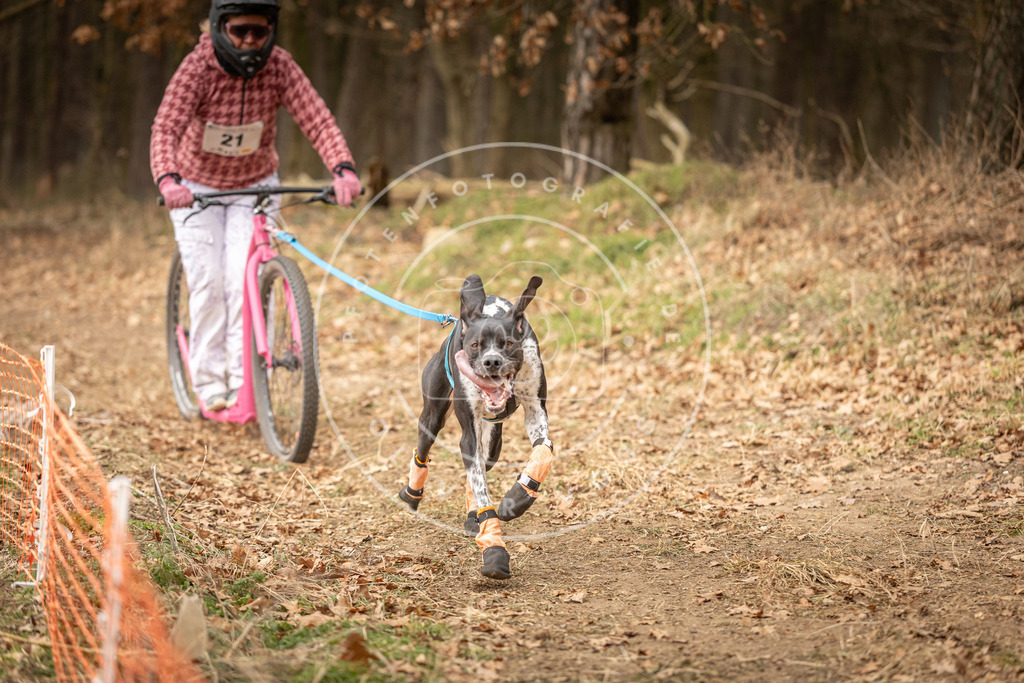 Pfotenfotografie_DV3A4195 | Hundefotografie, Tierfotograf, Pfotenfotografie, Fotoshooting Hund, Hunde Portrait, Hundesport, Hundeportraits, Heideshooting, Hunde, Sportfotograf, Hundefotograf, Turnierhundsport, THS,  - Realisiert mit Pictrs.com