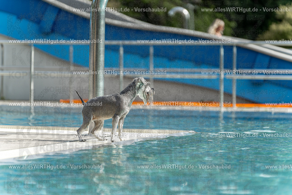 Hundeschwimmen_Volksbad_2026-allesWIRTHgut_Tierfotografie-2609061521-7R501466 | Professionelle Tierfotografie in Mönchengladbach von Daniel Wirth (allesWIRTHgut). Liebevolle & natürliche Bilder von Hunden & Katzen für unvergessliche Erinnerungen.
