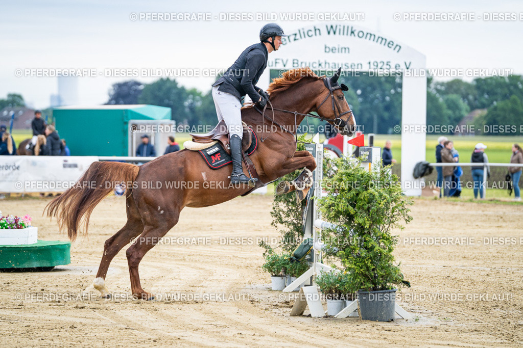 DSC04473 | Pferdegrafie